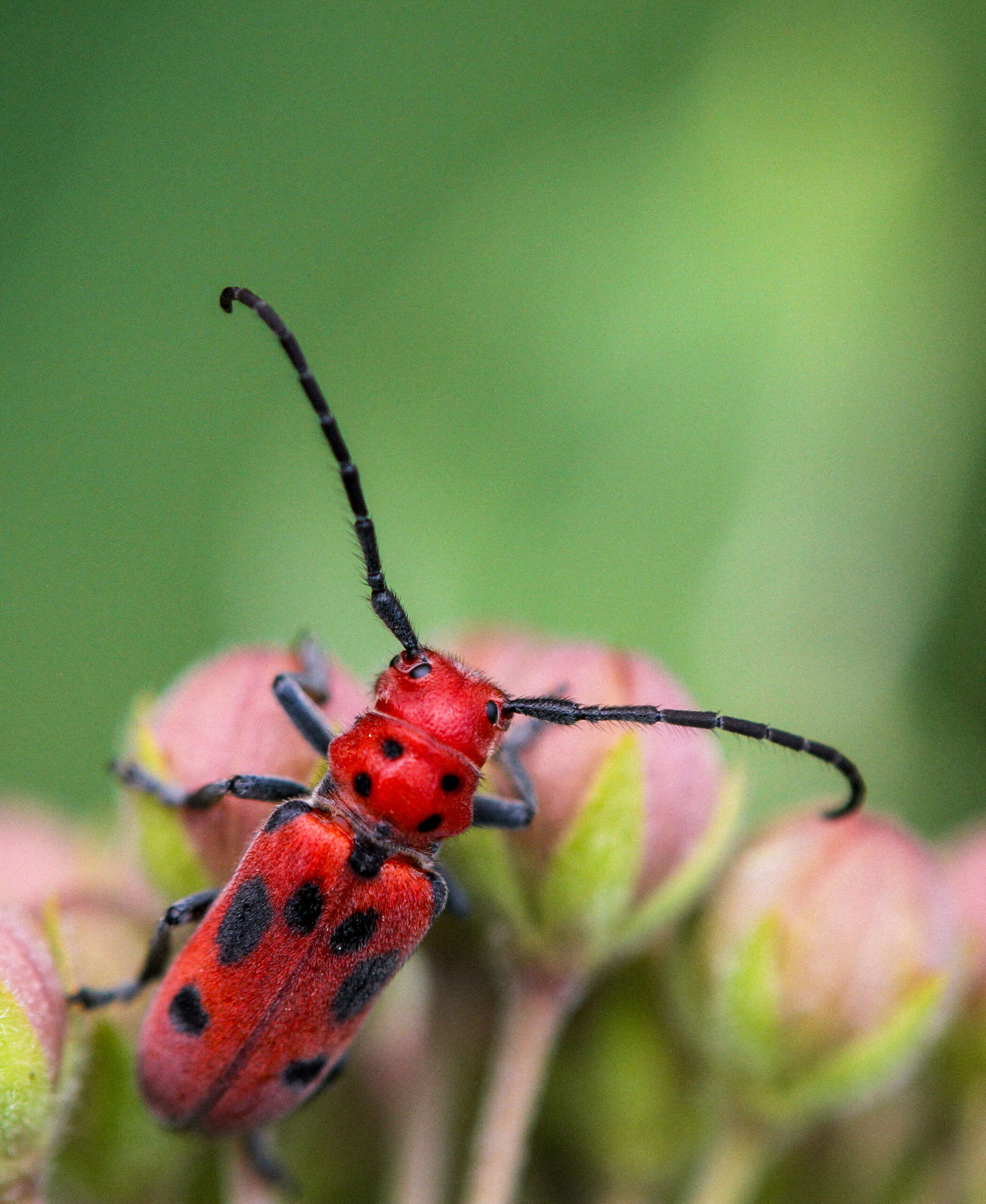 RedMilkweedBeetle